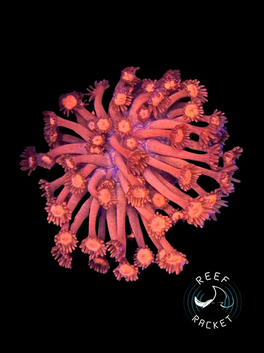 Reef Racket LLC Picture 8