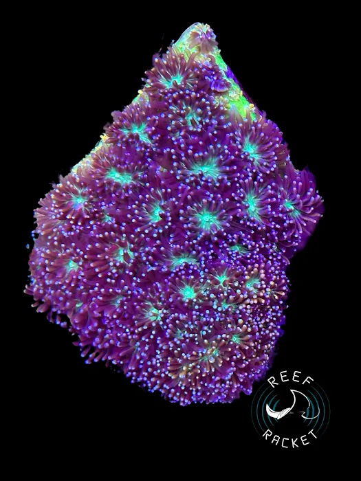 Reef Racket LLC Picture 9