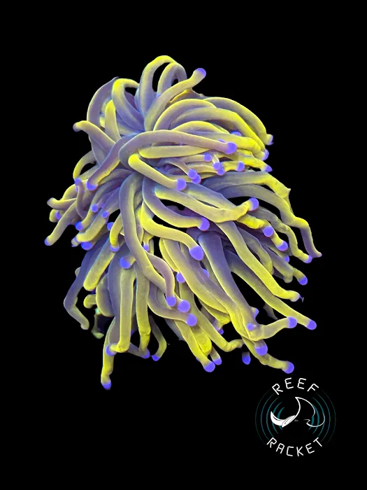 Reef Racket LLC Picture 10