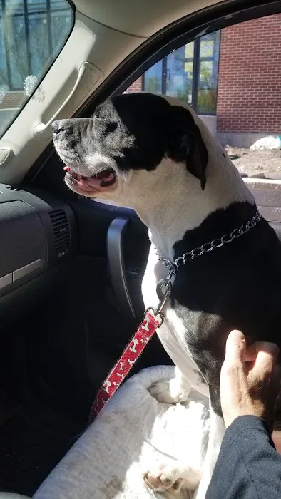 Massachusetts Animal Medical Center Picture 9