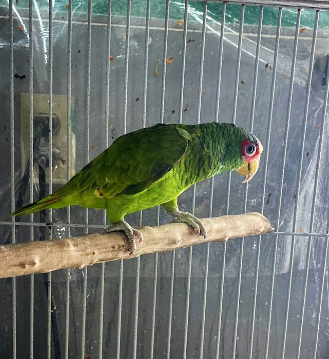 Hacienda La Piedad pet shop Picture 10