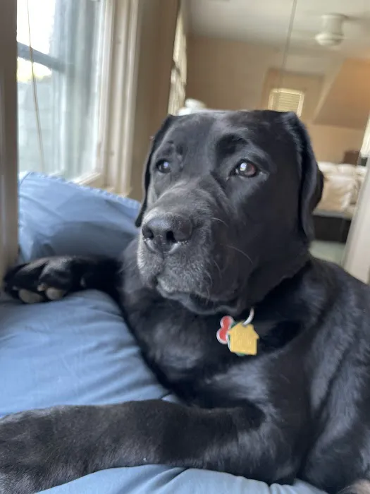 Newton Animal Hospital, A Thrive Pet Healthcare Partner Picture 4