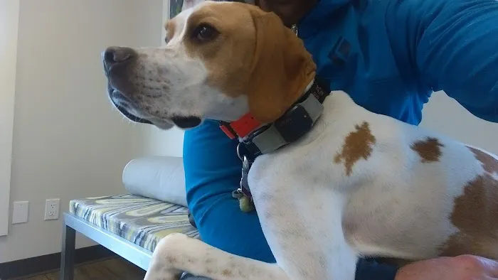 Newton Animal Hospital, A Thrive Pet Healthcare Partner Picture 10