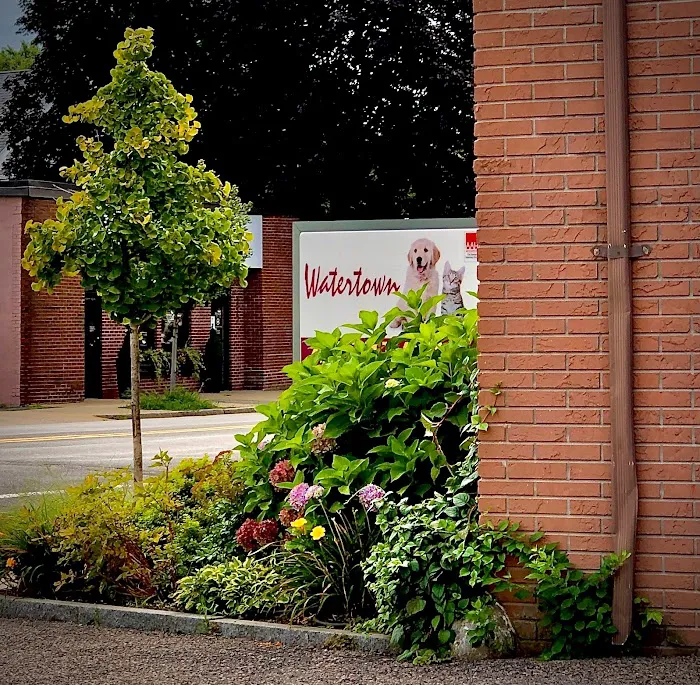 Watertown Animal Hospital Picture 2