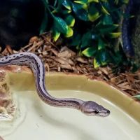 The Serpentarium ico