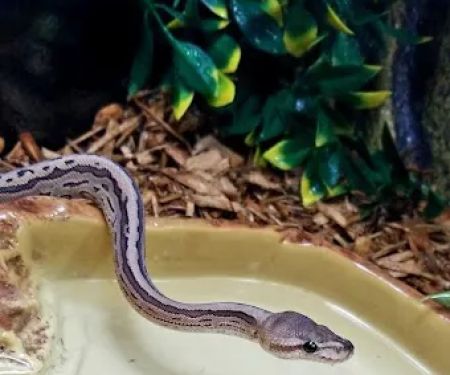 The Serpentarium