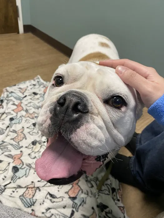 Chelmsford Animal Hospital Picture 4