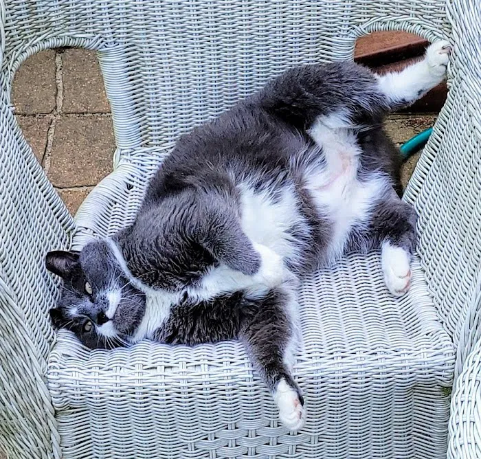 Chelmsford Animal Hospital Picture 5