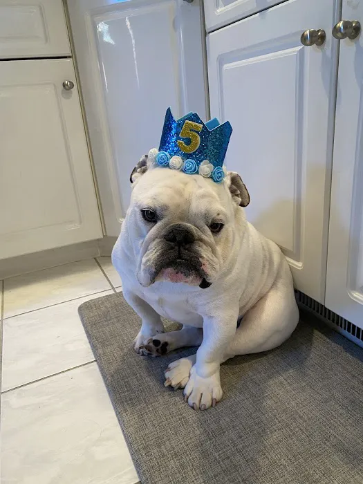 Chelmsford Animal Hospital Picture 9