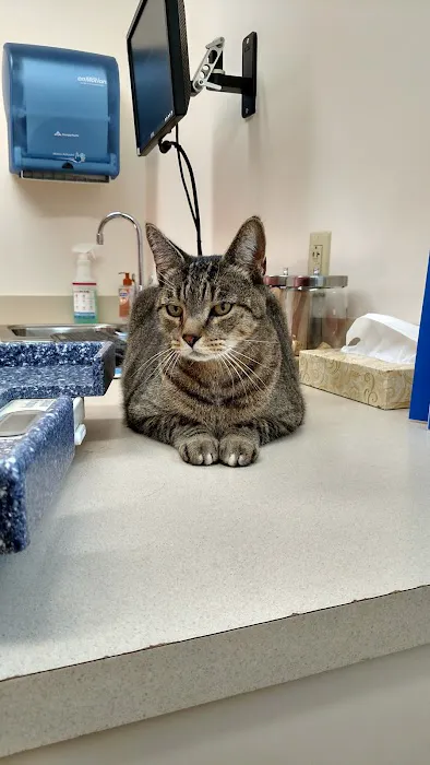 Chelmsford Animal Hospital Picture 10