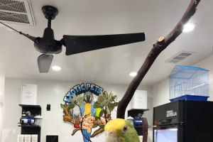 Auto Service Center