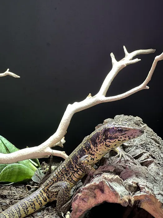 Exotic Pets 701 inc Picture 7