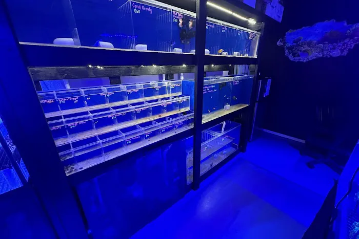 Islander Corals Picture 5