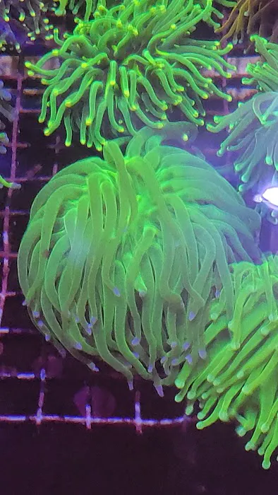 Islander Corals Picture 9