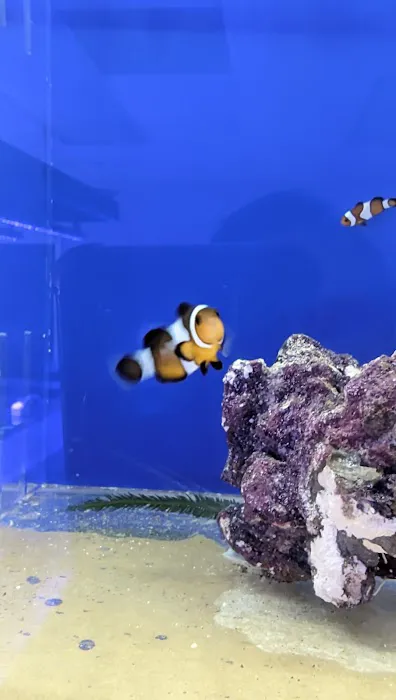 Islander Corals Picture 6