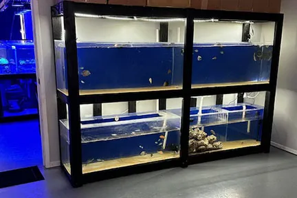 Islander Corals Picture 4