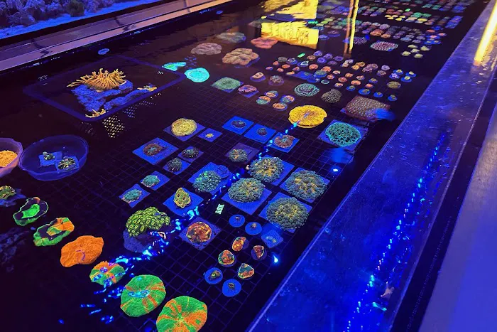 Islander Corals Picture 3