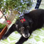 Tyngsboro Veterninary Hospital