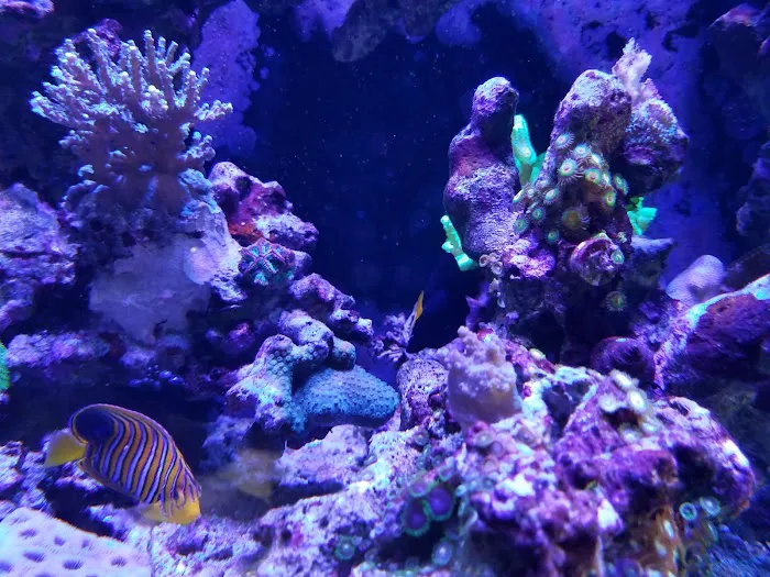 Sea Splendor Aquarium Picture 6