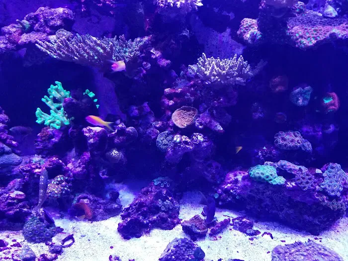 Sea Splendor Aquarium Picture 9