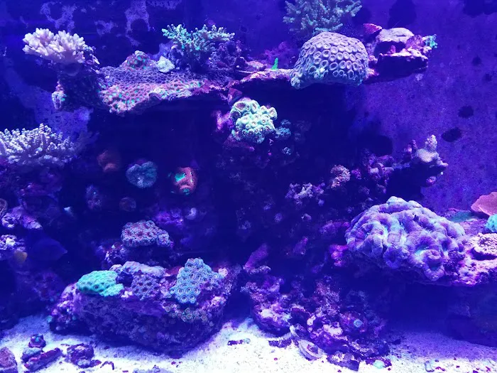 Sea Splendor Aquarium Picture 8