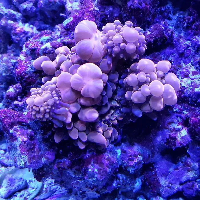 AquaLifeStudio (call for appointment) Picture 10