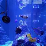 AquaLifeStudio (call for appointment)