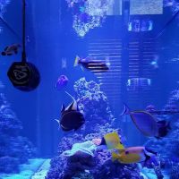 AquaLifeStudio (call for appointment) ico