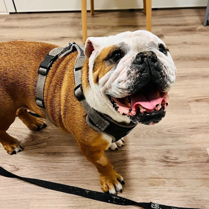 Veterinary Urgent Care - Nashua Picture 2