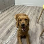 Veterinary Urgent Care - Nashua