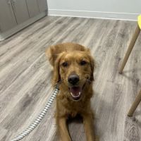 Veterinary Urgent Care - Nashua ico
