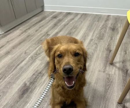Veterinary Urgent Care - Nashua