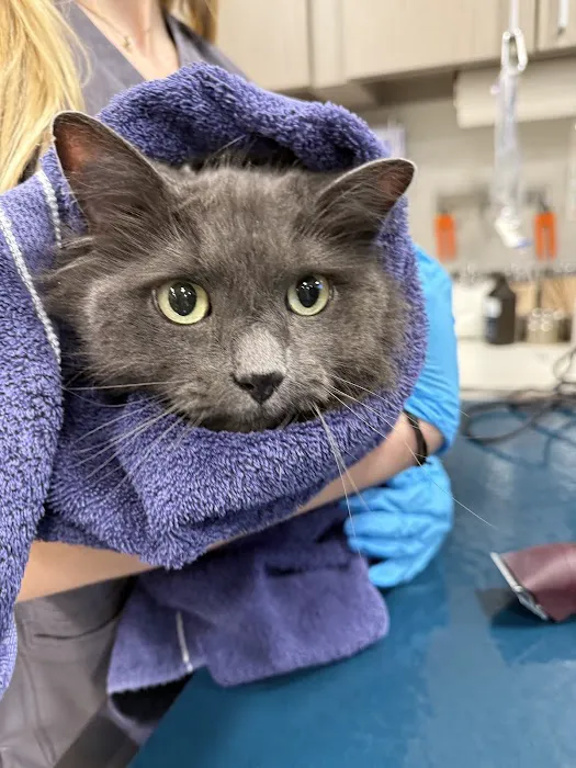 Veterinary Urgent Care - Nashua Picture 10