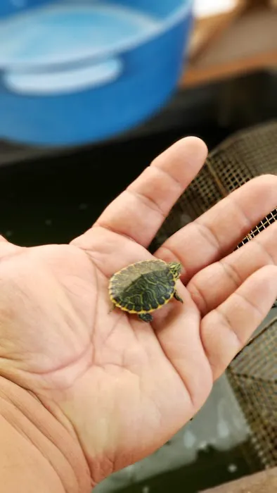 Central Valley Koi Picture 7