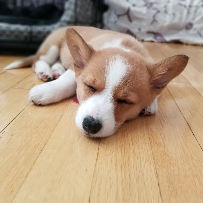 Nashua Pet Care Clinic Picture 2