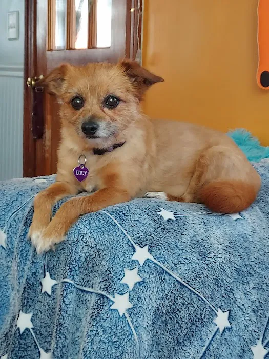 Nashua Pet Care Clinic Picture 3