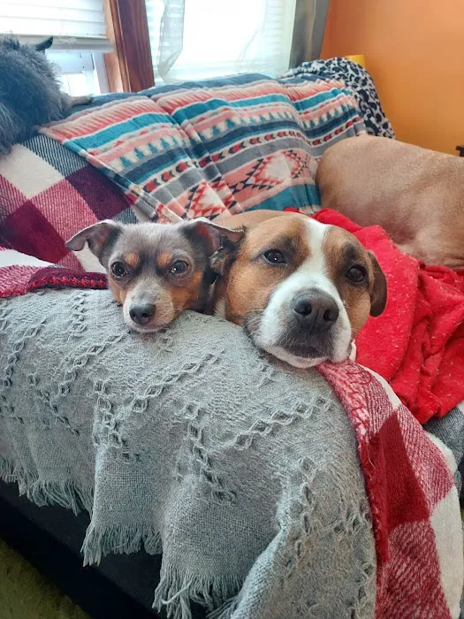 Nashua Pet Care Clinic Picture 1