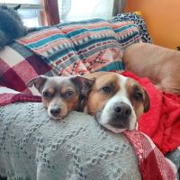 Nashua Pet Care Clinic ico