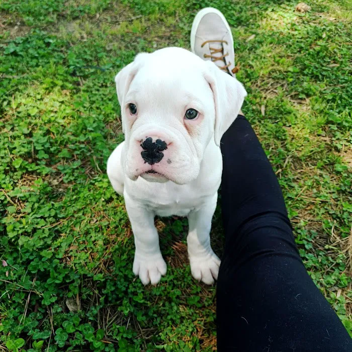 Nashua Pet Care Clinic Picture 6