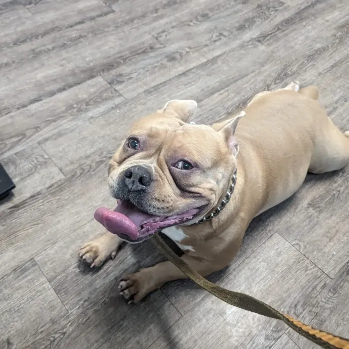 Nashua Pet Care Clinic Picture 5