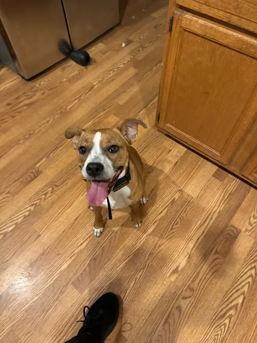 Nashua Pet Care Clinic Picture 8