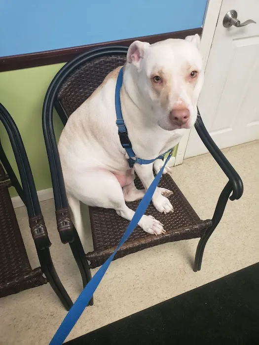 Nashua Pet Care Clinic Picture 9