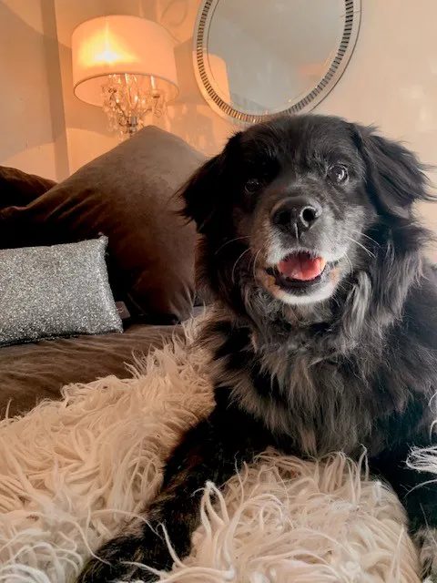 Nashua Pet Care Clinic Picture 10