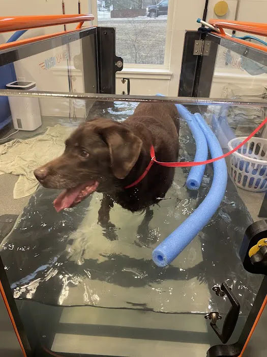 NH Pet Physical Rehabilitation Center Picture 3