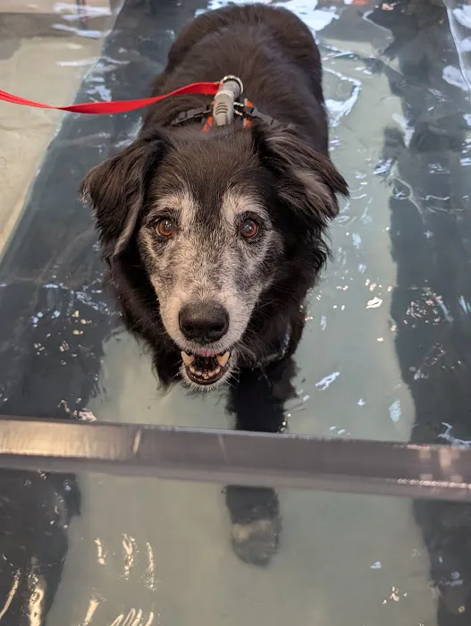 NH Pet Physical Rehabilitation Center Picture 1