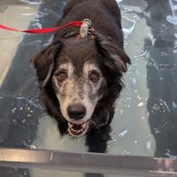 NH Pet Physical Rehabilitation Center ico