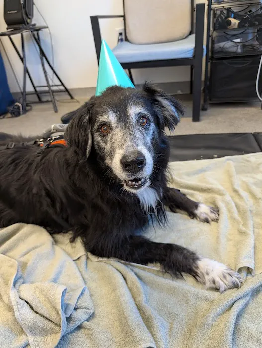 NH Pet Physical Rehabilitation Center Picture 6