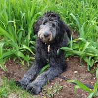 Lowell Road Veterinary Center ico