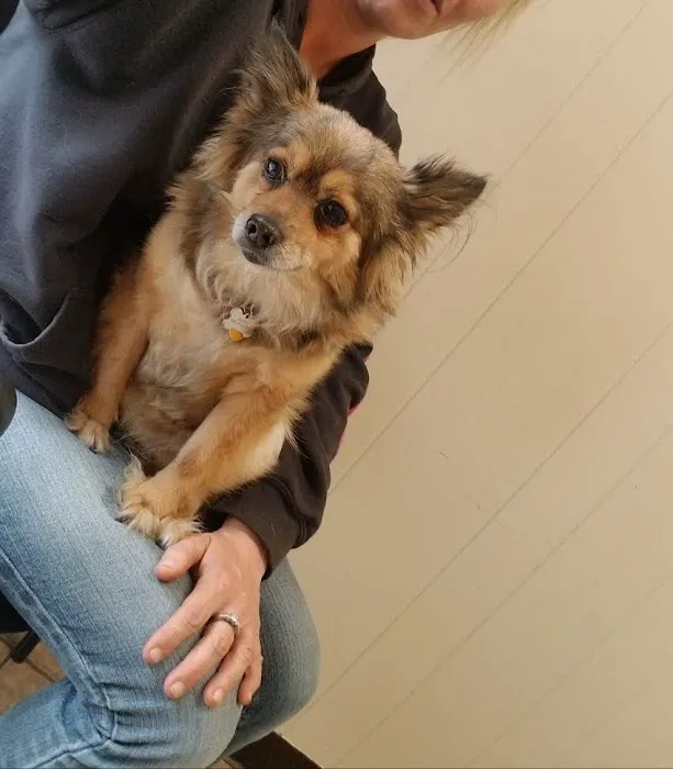 Lowell Road Veterinary Center Picture 8