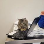 Hudson Veterinary Care